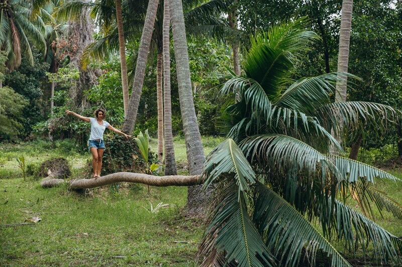 צעד צעד אל חוסר הוודאות (מיכל פולת הולכת על גזע של עץ קוקוס בתוך הג'ונגל בתאילנד)