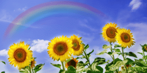 קשת מעל שדה חמניות פורחות לסמל בריאות ושפע שיש בנתיב הייעוד