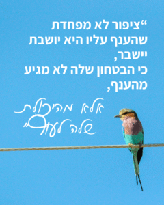 "ציפור לא מפחדת שהענף עליו היא יושבת יישבר, כי הבטחון שלה לא מגיע מהענף, אלא מהיכולת שלה לעוף" (ציטוט על רקע תכלת ותמונה של ציפור על חוט תיל)