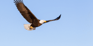 נשר עף כצטאפורה לפרסקטיבה גבוהה בזמני חוסר וודאות, כאוס ושינוי