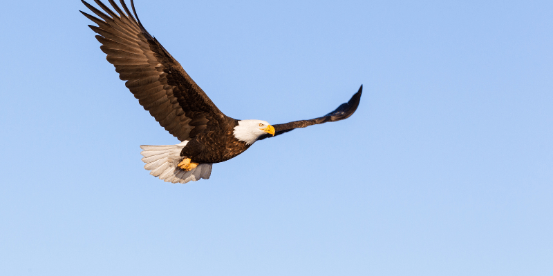 נשר עף כצטאפורה לפרסקטיבה גבוהה בזמני חוסר וודאות, כאוס ושינוי