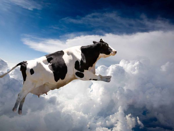 A super cow flying over clouds - cow in flight