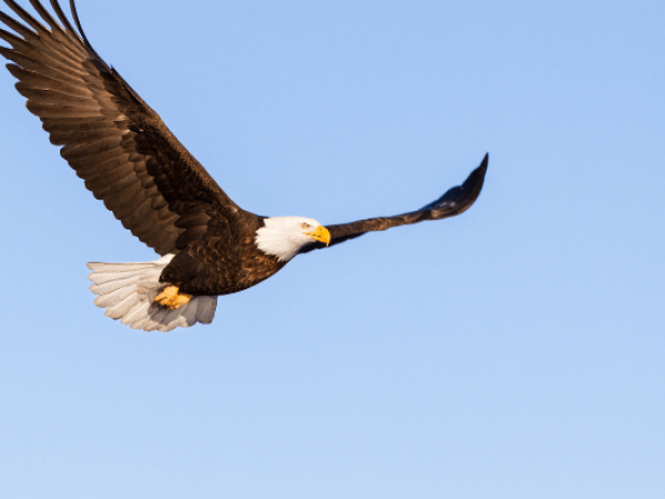 נשר עף כצטאפורה לפרסקטיבה גבוהה בזמני חוסר וודאות, כאוס ושינוי